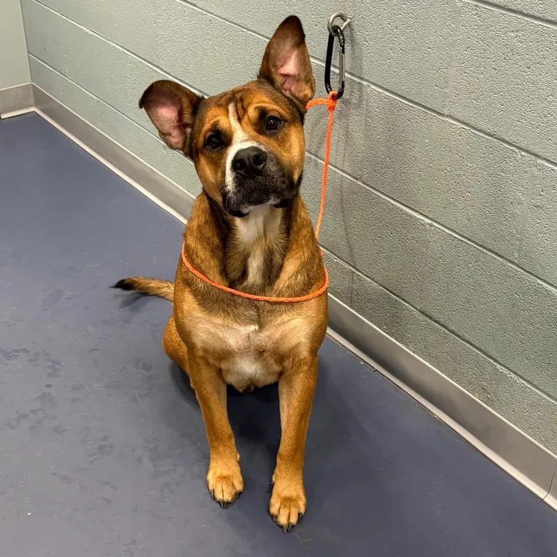 An adult large-sized male Brown / Chocolate Shar-Pei dog named Archie for adoption in Greensboro, NC
