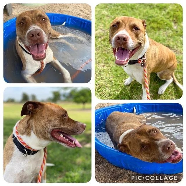 A senior large-sized female Pit Bull Terrier dog named Ginger for adoption in Tucson, AZ