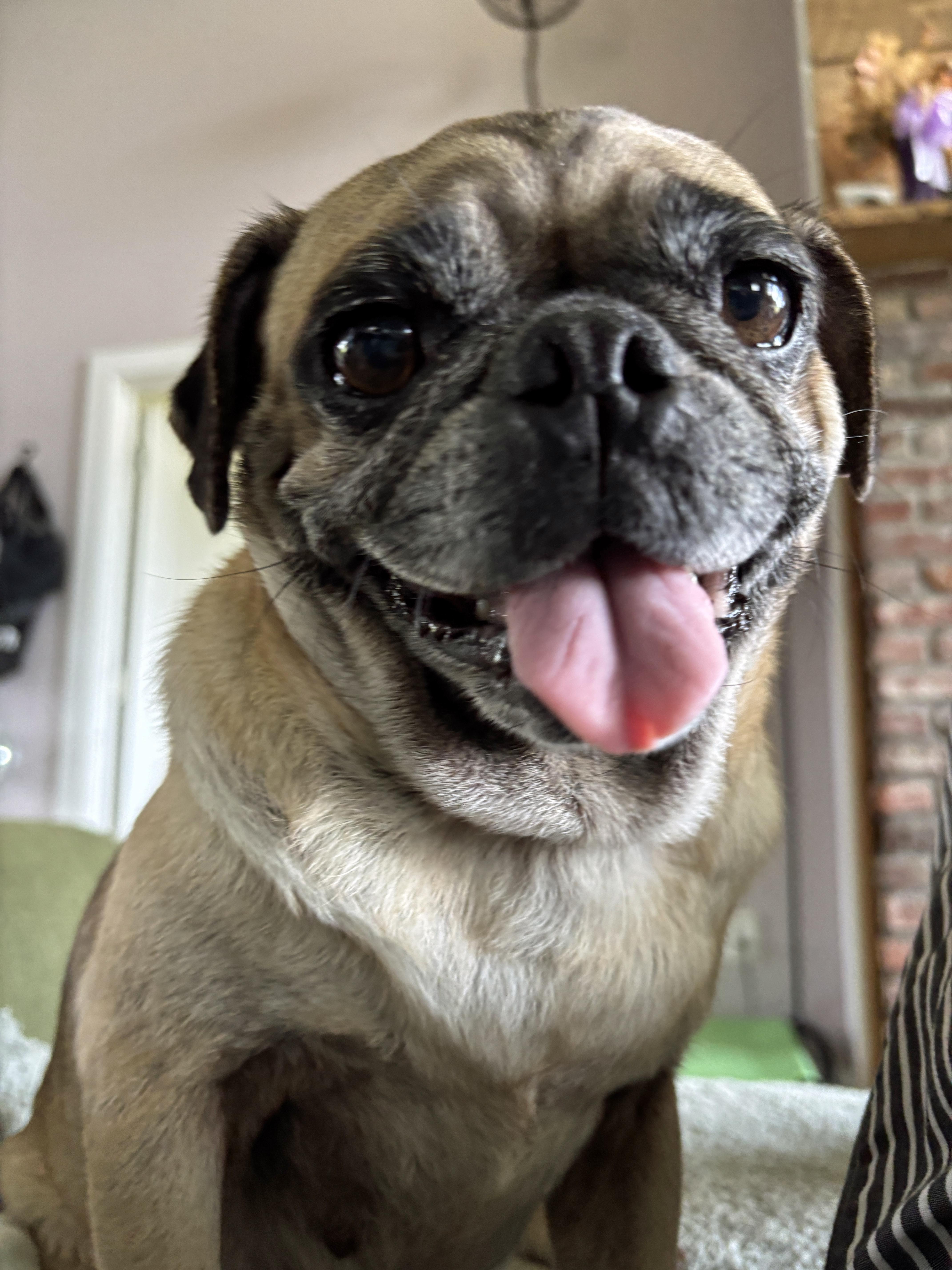 A senior small-sized female Pug dog named Princess Pookie for adoption in Marion, NC