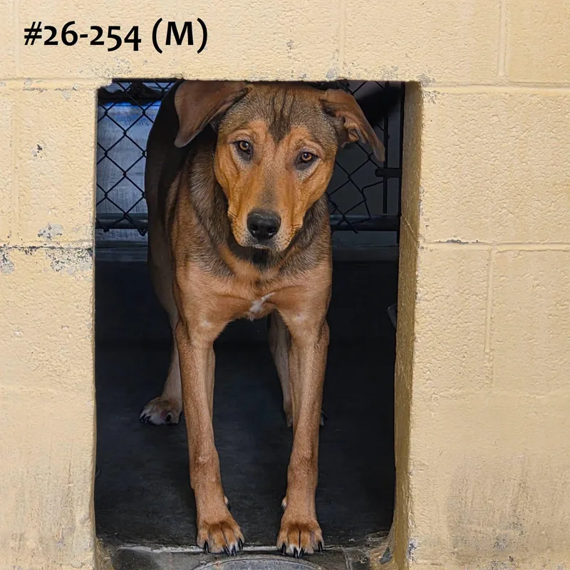 An adult medium-sized male Hound dog named 26-254 for adoption in Ridgecrest, CA