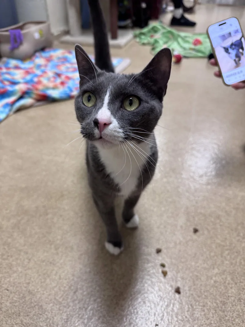 An adult medium-sized female Gray & White Domestic Short Hair cat named Piglet for adoption in Brick, NJ
