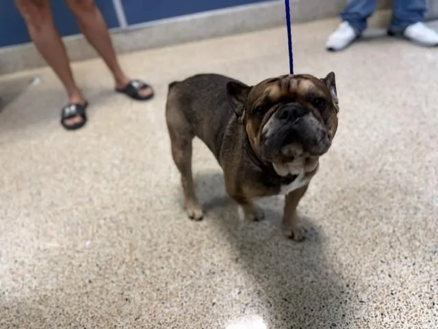 An adult small-sized male French Bulldog dog named Sonic for adoption in Miami, FL