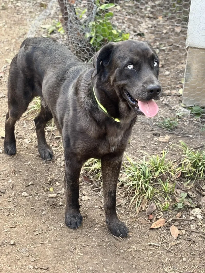 A young large-sized male Bicolor Labrador Retriever dog named Sky for adoption in San Antonio, TX