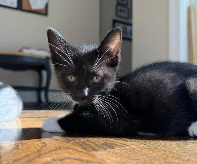 A baby medium-sized male Black & White / Tuxedo Domestic Short Hair cat named Ziggy for adoption in Wayne, NJ