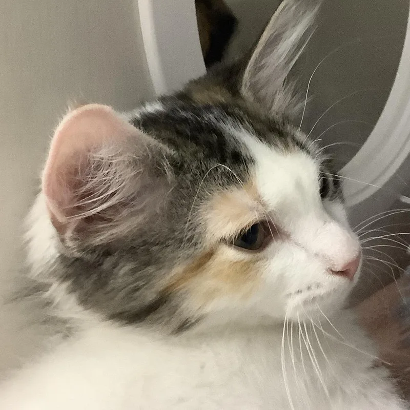 A baby small-sized female Calico Domestic Short Hair cat named Daphne for adoption in Redwood City, CA