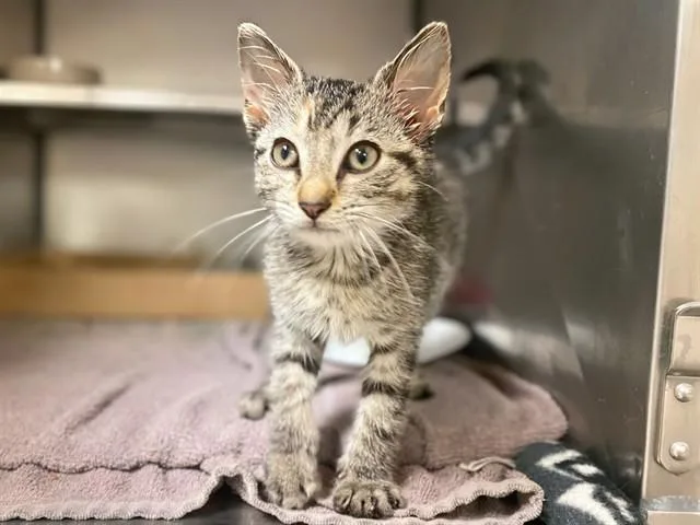 A baby small-sized female Domestic Short Hair cat named Pippy for adoption in Fort Wayne, IN
