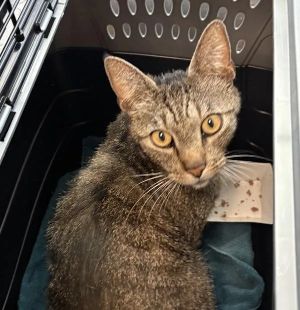 An adult small-sized male Domestic Short Hair cat named Mixi for adoption in Oceanside, CA