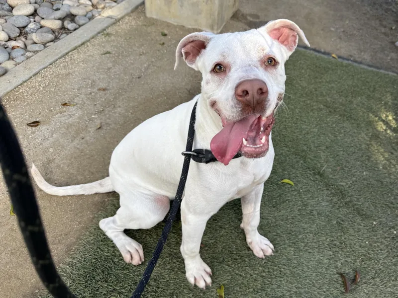 A young medium-sized female Pit Bull Terrier dog named Lilly for adoption in Van Nuys, CA