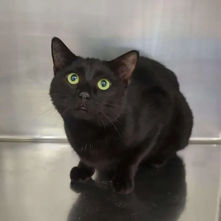 An adult medium-sized male Black Domestic Short Hair cat named Trapezoid for adoption in Winthrop, ME