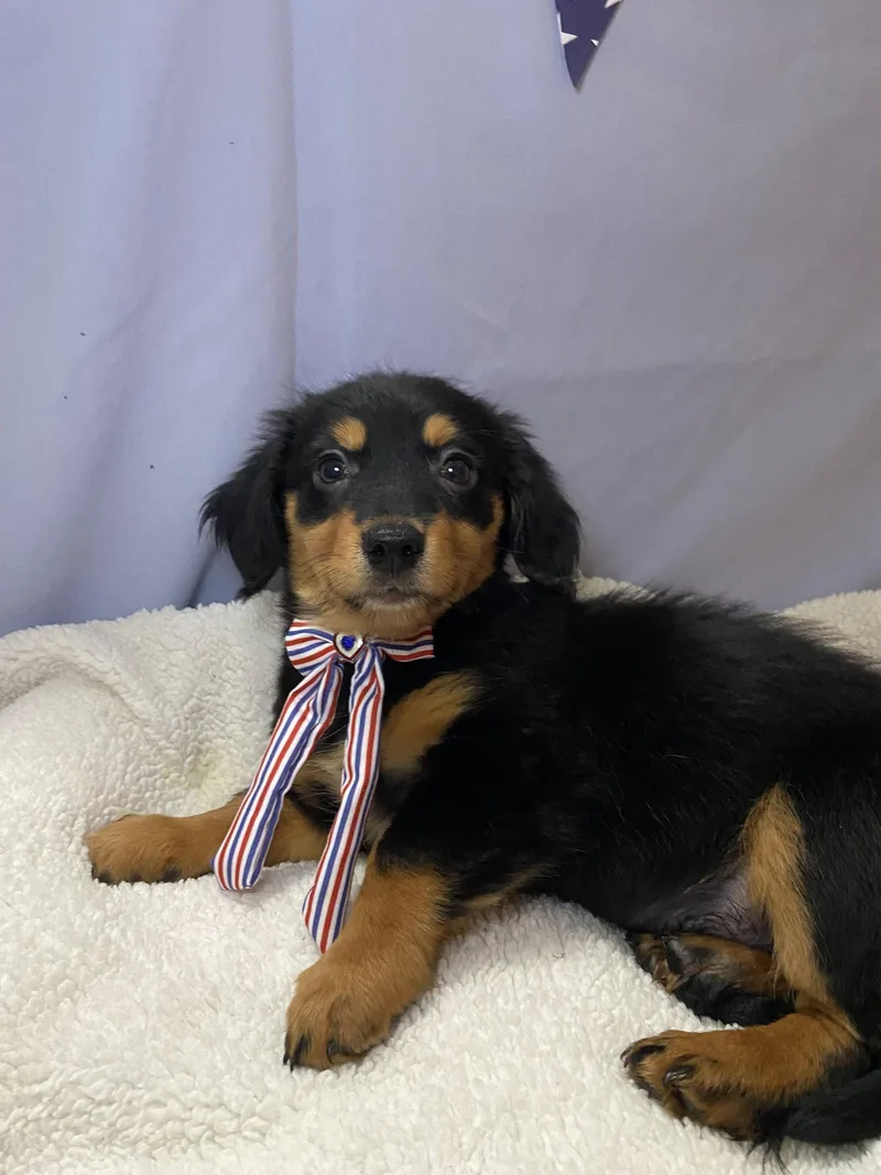 A baby small-sized female Dachshund dog named Sabrett for adoption in Barnhart, MO