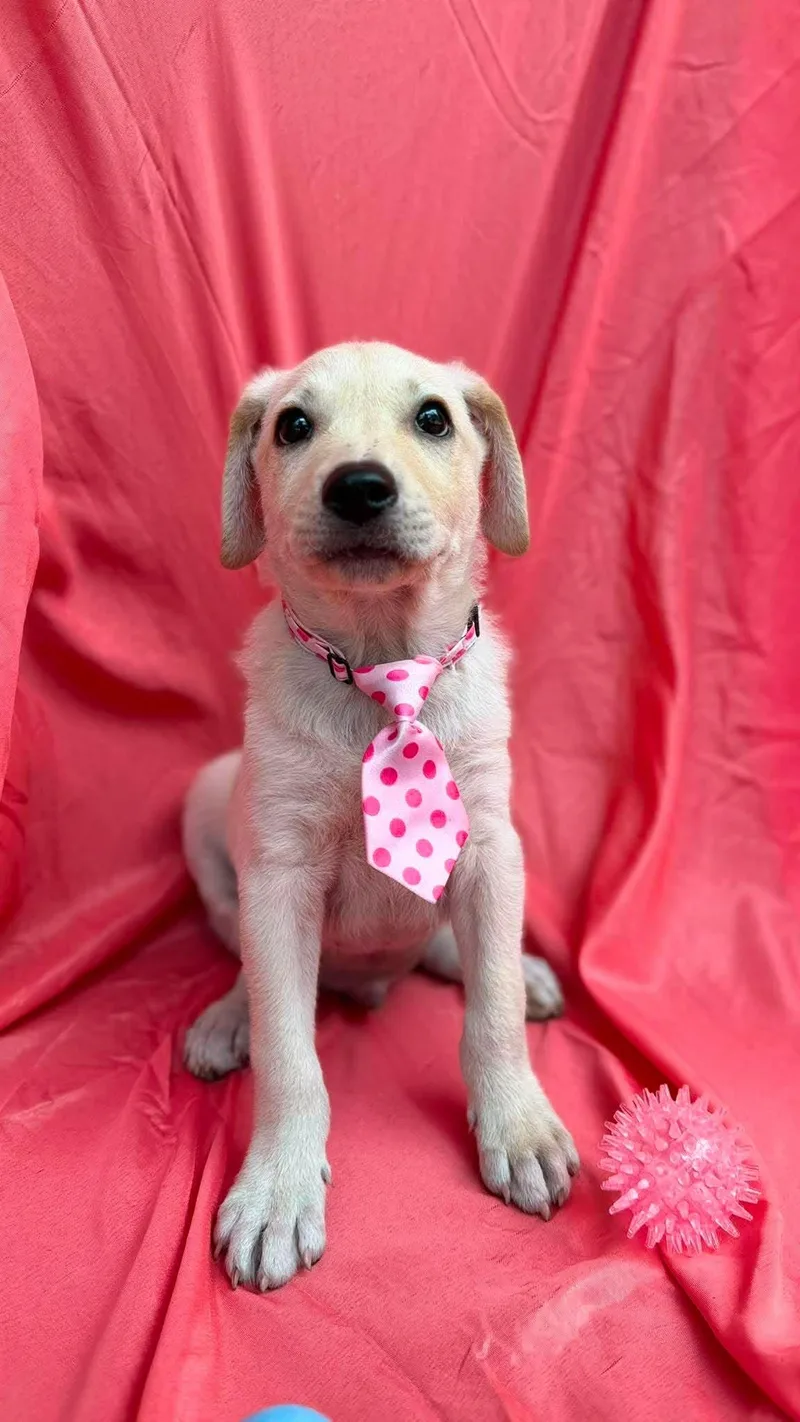 A baby medium-sized male Labrador Retriever dog named Daniel for adoption in New York, NY