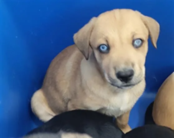 A baby medium-sized male Mixed Breed dog named Latte for adoption in Dallas, TX