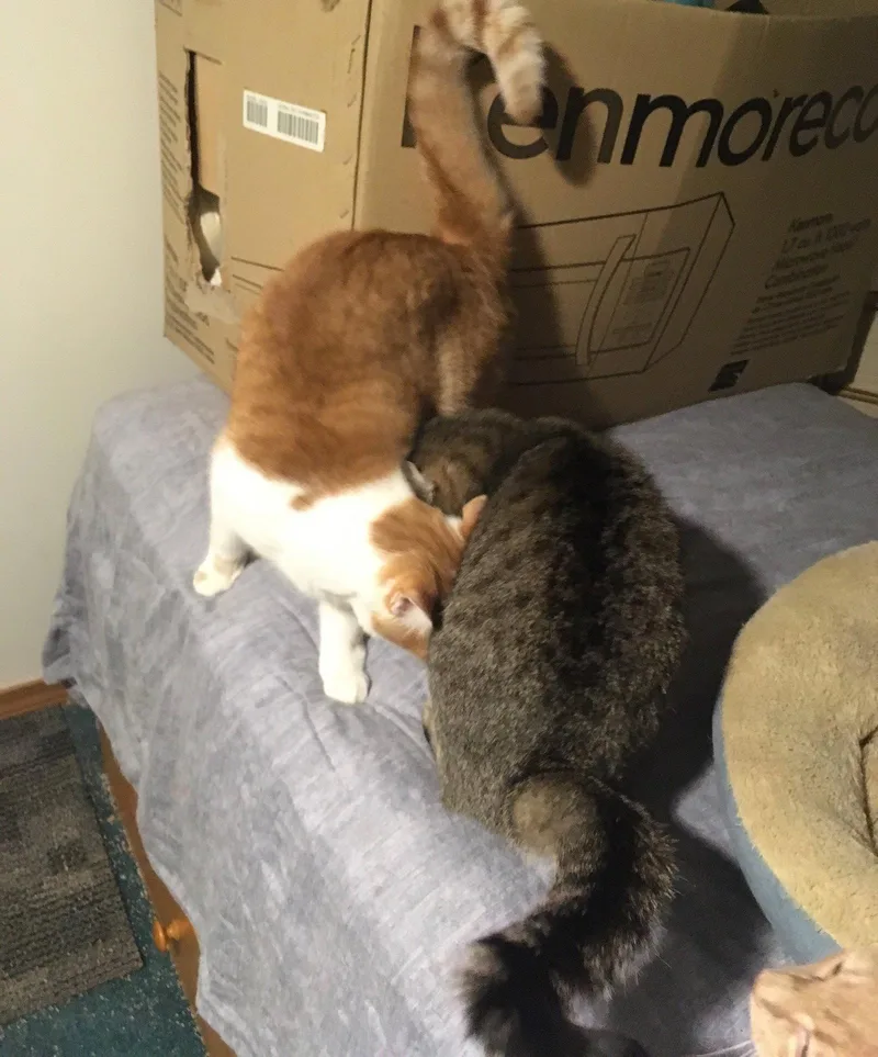 An adult medium-sized male Orange & White Domestic Short Hair cat named Buttercup bonded with Machado for adoption in Macedonia, OH