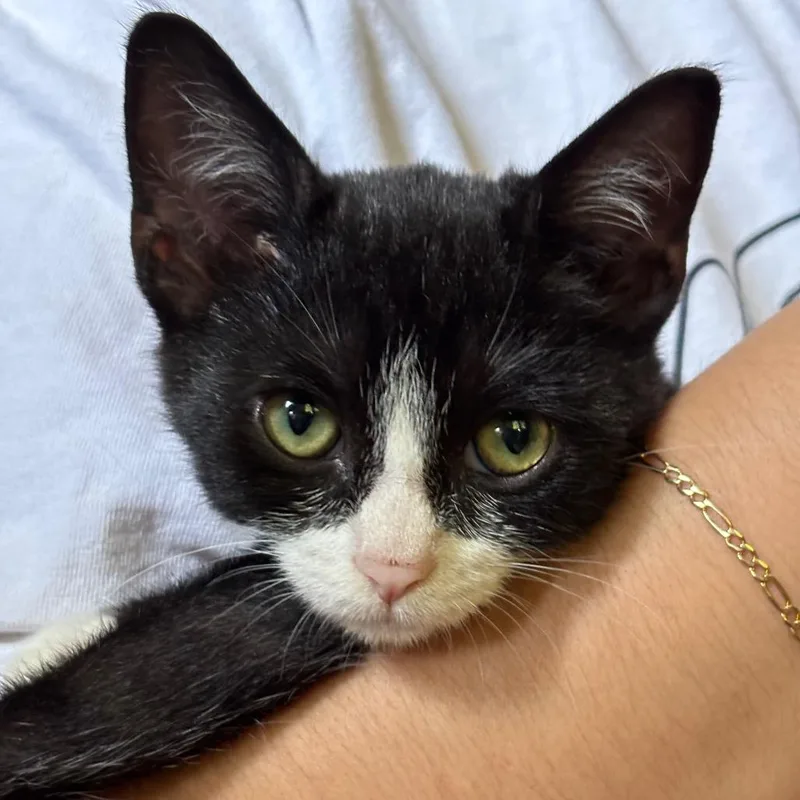A baby small-sized male Black Domestic Short Hair cat named Darian for adoption in Tustin, CA