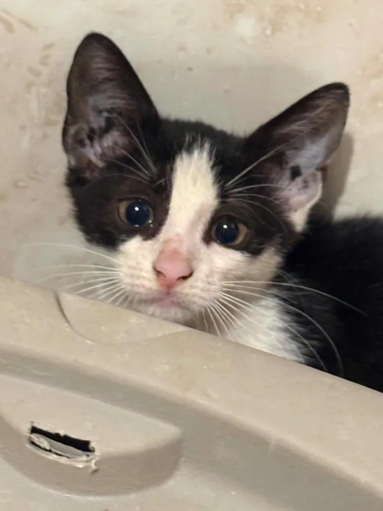 A baby small-sized female Domestic Short Hair cat named Tootsie for adoption in Orlando, FL