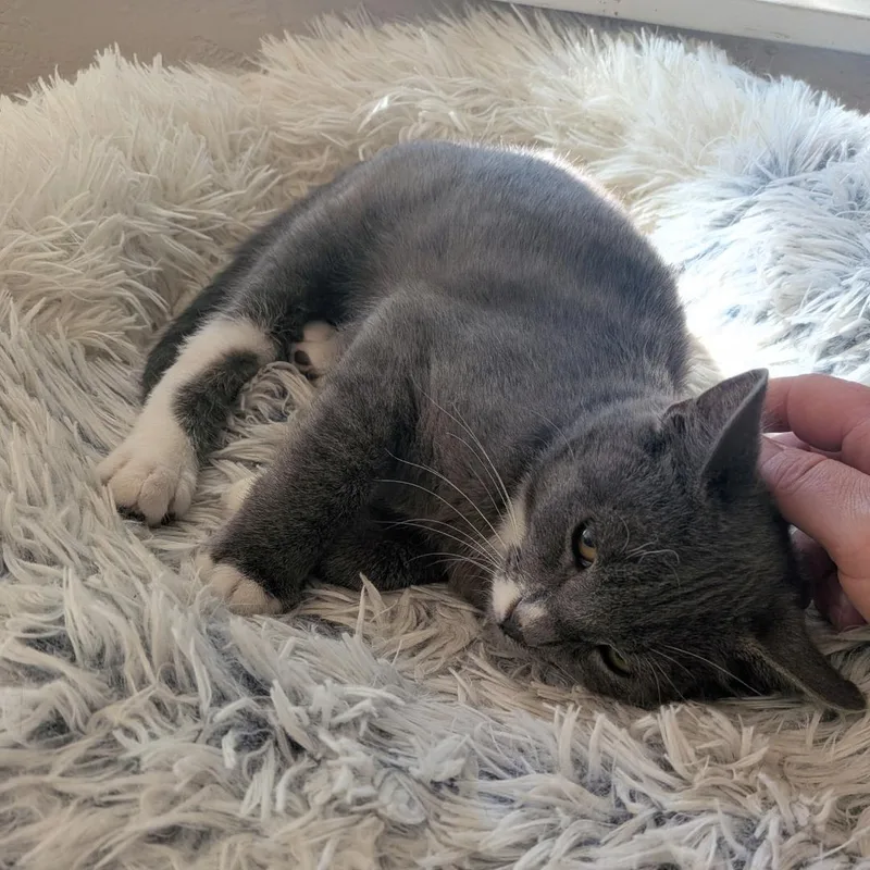 A baby medium-sized male Gray / Blue / Silver Domestic Short Hair cat named Roberto for adoption in Springfield, OR