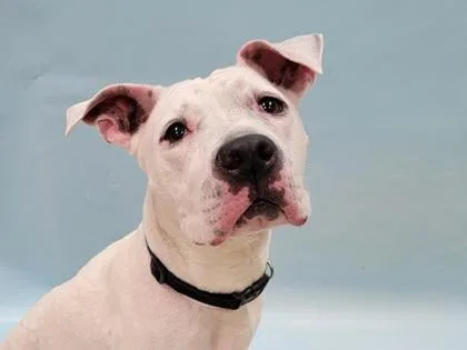 An adult large-sized female Pit Bull Terrier dog named Bella for adoption in Coon Rapids, MN