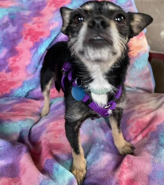 An adult small-sized female Black Miniature Pinscher dog named Monkey for adoption in Memphis, TN