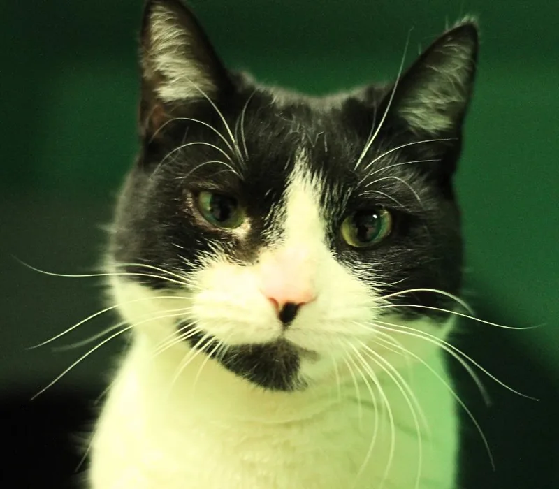 An adult small-sized female Domestic Short Hair cat named Moo Moo for adoption in Utica, MI