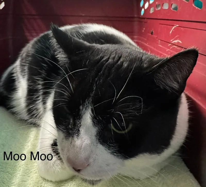Moo Moo thumbnail 5