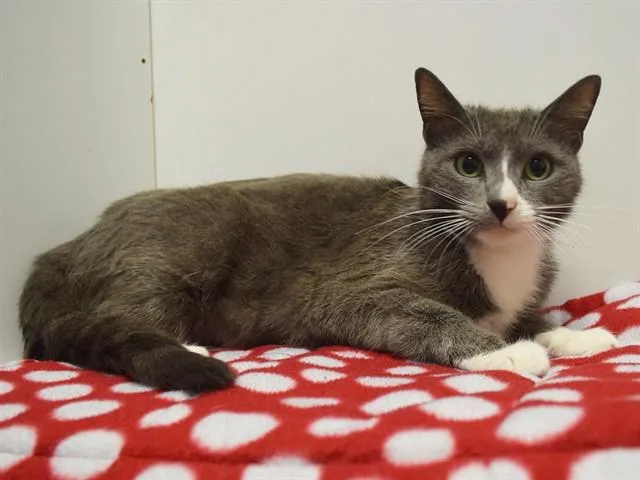 A young medium-sized female Domestic Short Hair cat named Santa Monica for adoption in Sacramento, CA