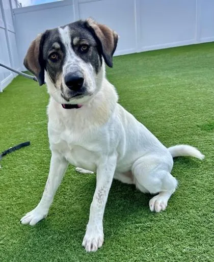 An adult large-sized female Great Pyrenees dog named Madame for adoption in Downers Grove, IL