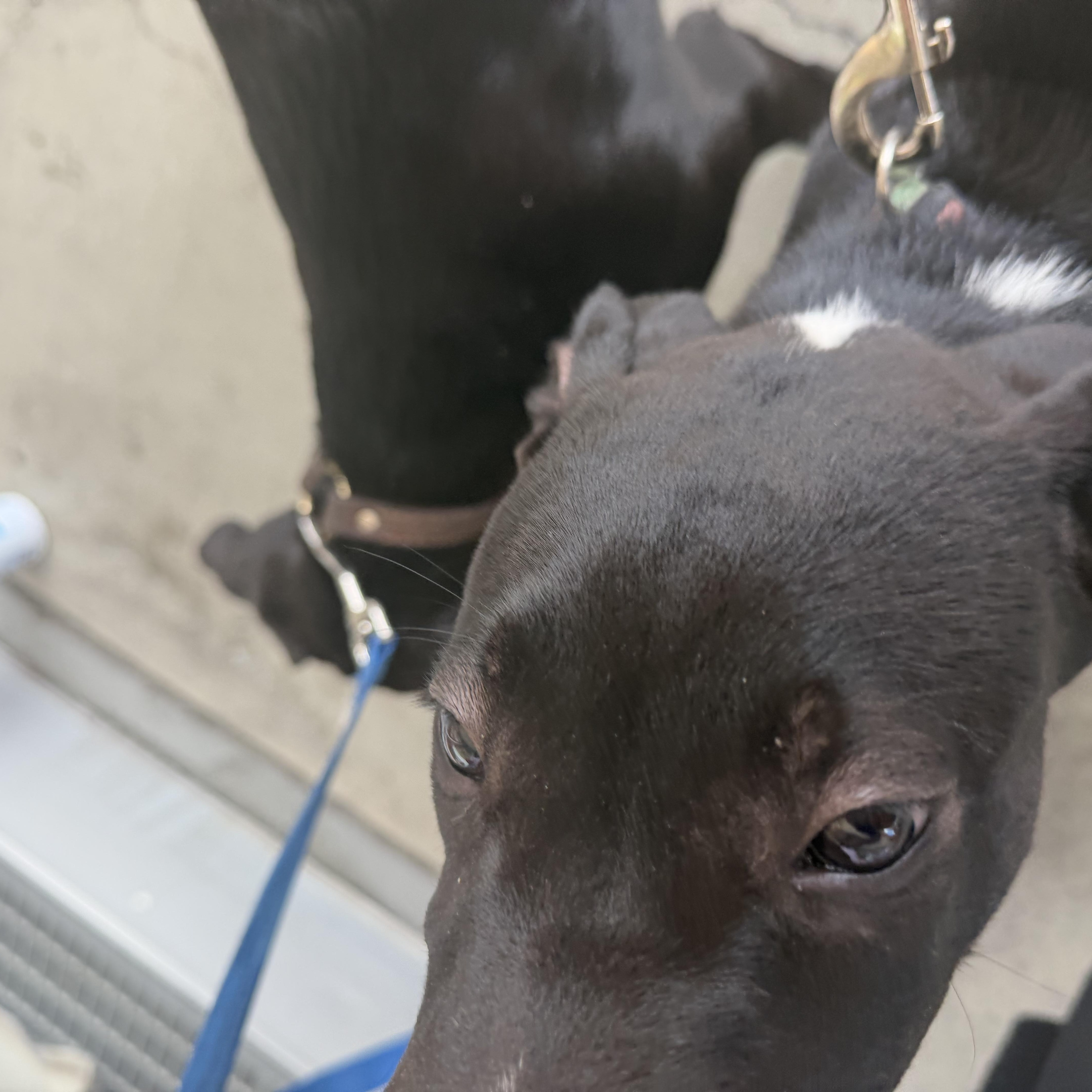 A baby medium-sized male Black Cattle Dog dog named Jake for adoption in Petaluma, CA