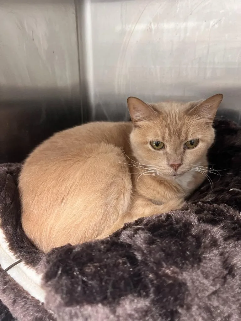 A senior medium-sized female American Shorthair cat named Ashley for adoption in Richland Hills, TX