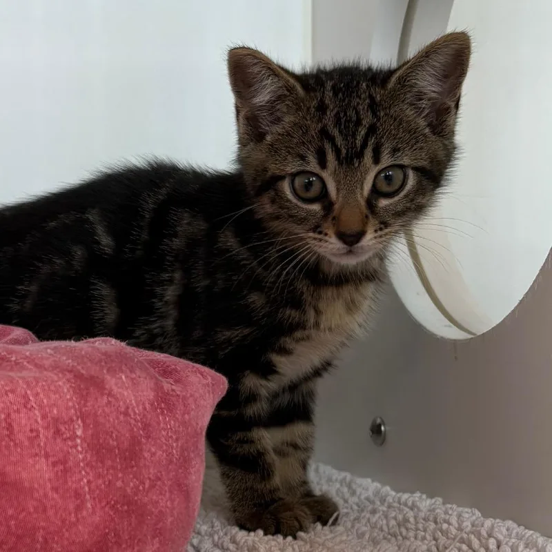 A baby small-sized female Domestic Short Hair cat named Taco for adoption in Cumming, GA
