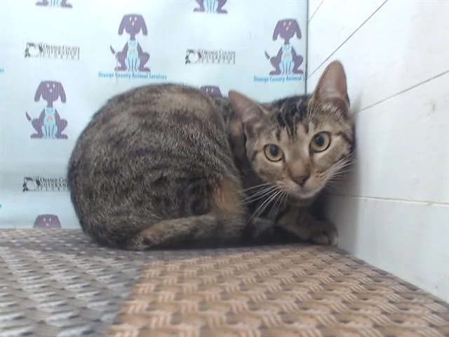 A young small-sized female Domestic Short Hair cat named Melody for adoption in Orlando, FL