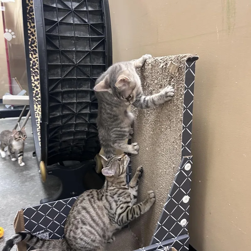 A baby small-sized female Gray / Blue / Silver Domestic Short Hair cat named George O'Malley for adoption in Grantsville, UT