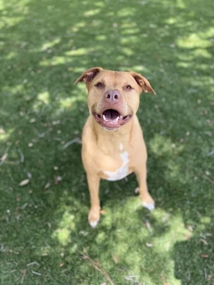 An adult large-sized male Pit Bull Terrier dog named Mando for adoption in Daytona Beach, FL
