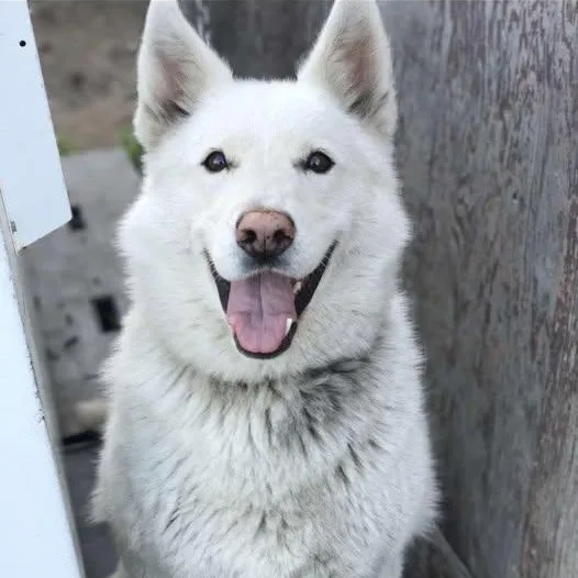 An adult medium-sized female Husky dog named Heidi for adoption in Chugiak, AK