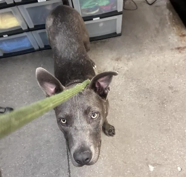 A young medium-sized female Labrador Retriever dog named Greta for adoption in Tucson, AZ
