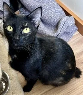 An adult medium-sized female Black Japanese Bobtail cat named Buttercup & Jet for adoption in Bow, WA