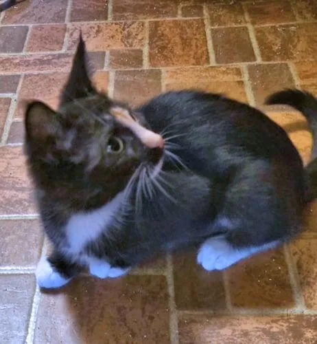 A baby medium-sized female Calico cat named Candle for adoption in Rutherfordton, NC