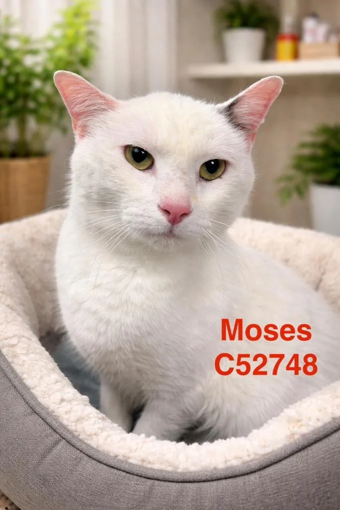 Moses thumbnail 2