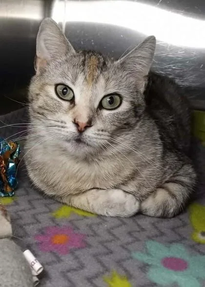 An adult medium-sized female Black Domestic Short Hair cat named Glinda for adoption in Waupaca, WI