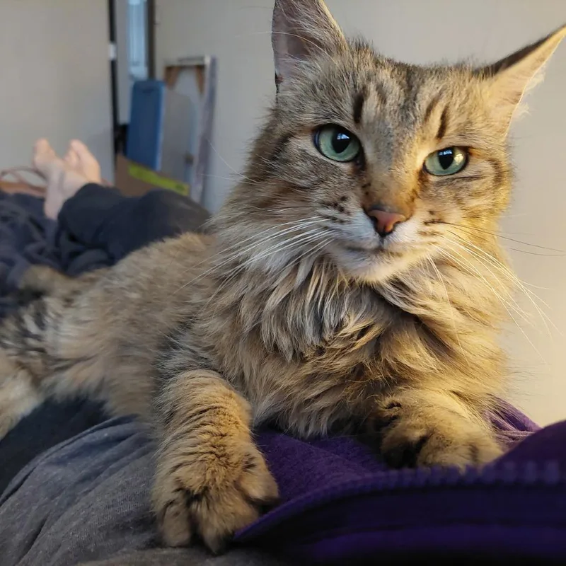 Miss Scrunkle C thumbnail 2