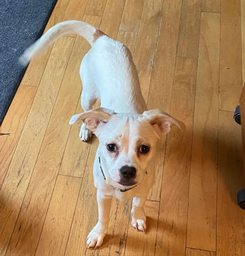 A young small-sized female Mixed Breed dog named Dash for adoption in Blue Island, IL