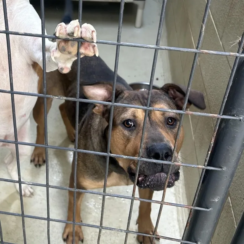 A young large-sized female English Bulldog dog named Daisy Mae for adoption in Clarksville, VA