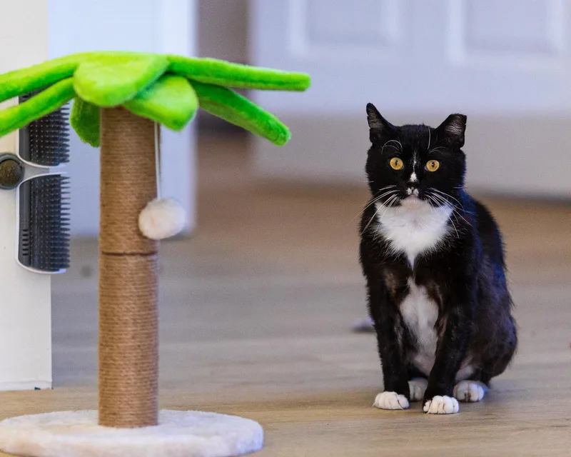 An adult medium-sized male Black & White / Tuxedo Domestic Short Hair cat named Flipper for adoption in Branford, CT