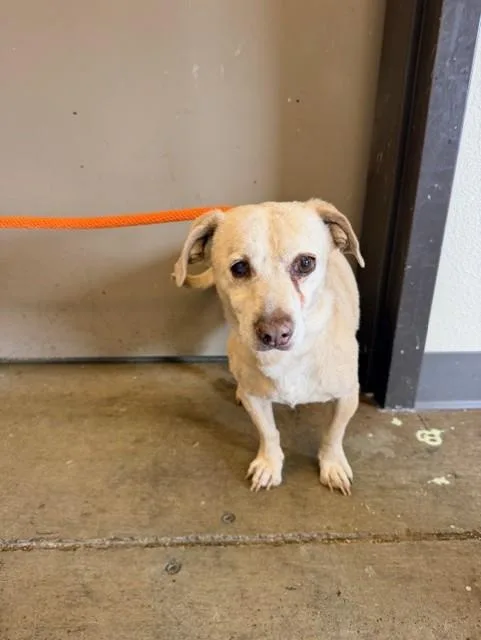 An adult small-sized male Chihuahua dog named Alvin for adoption in Ontario, CA