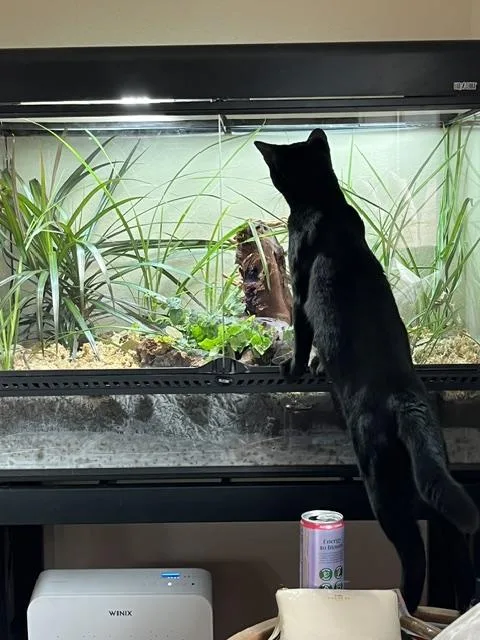 A young medium-sized male Black Domestic Short Hair cat named Ross for adoption in Eugene, OR