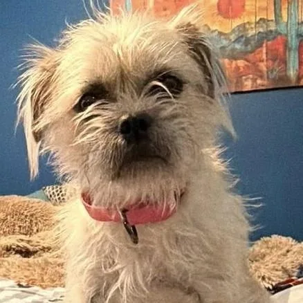 A young small-sized female Mixed Breed dog named Betsy for adoption in Chino valley, AZ