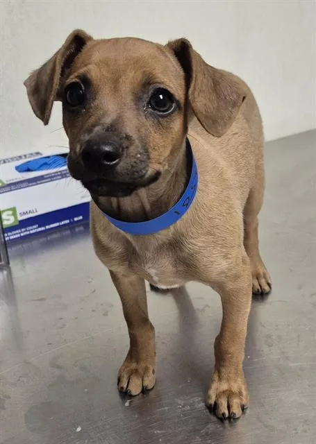 A baby small-sized male Chihuahua dog named Murphy for adoption in Bakersfield, CA