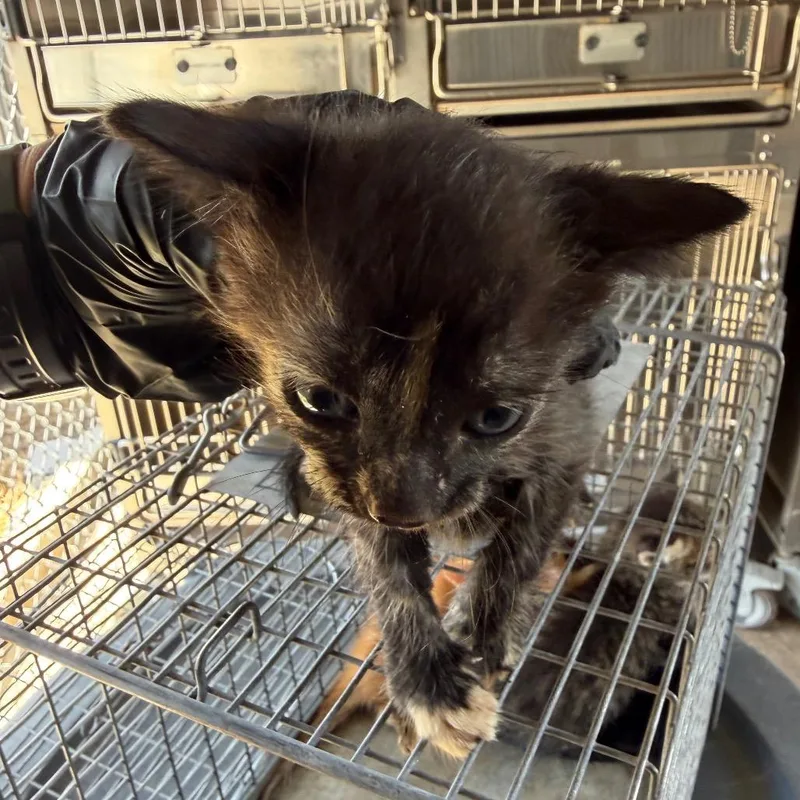 A baby small-sized female Domestic Short Hair cat named Monet for adoption in Edinburg, TX