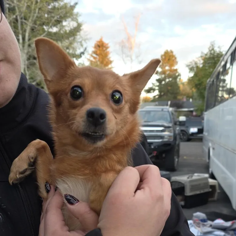 A young small-sized female Brown / Chocolate Mixed Breed dog named Nebula for adoption in Klamath Falls, OR