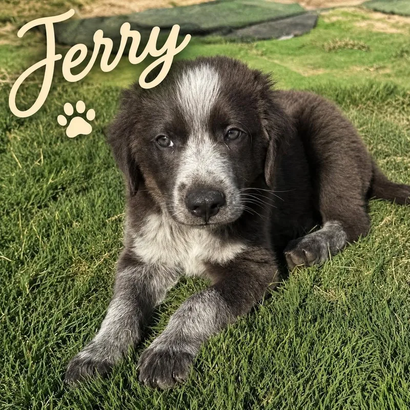 A baby large-sized male Black Great Pyrenees dog named Jerry CS for adoption in Columbia, MD