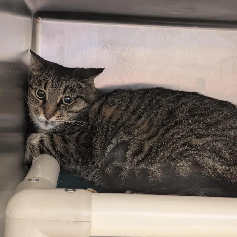 An adult medium-sized female Tabby (Brown / Chocolate) Domestic Short Hair cat named Bonnie for adoption in St. Augustine, FL